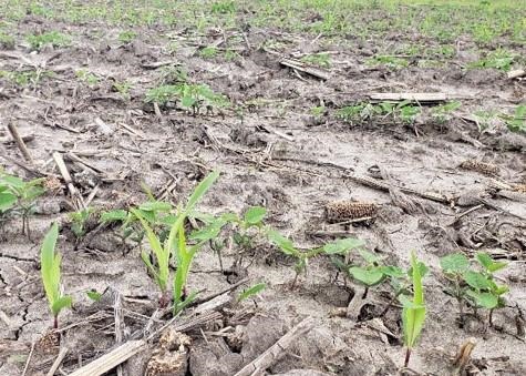 Plan Now for Volunteer Corn Control in Soybeans